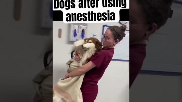 Dogs after using anesthesia #dog #doglife #puppies s Dogs after using anesthesia #dog #doglife #puppies s