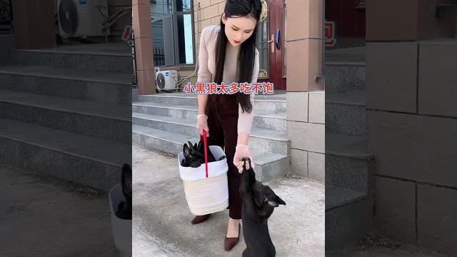 小黑狼太多吃不饱 小黑狼太多吃不饱