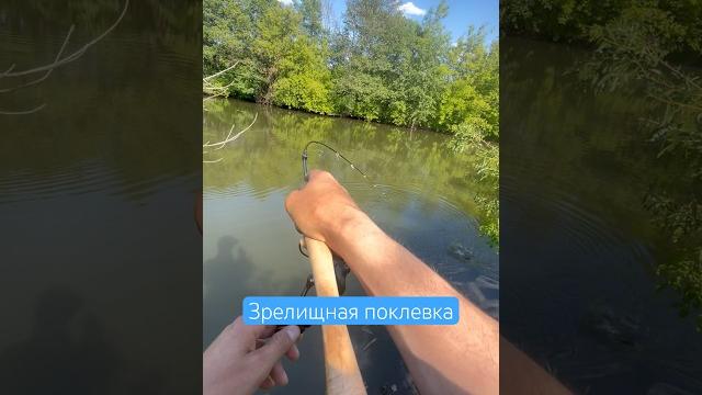 По ходу разблокировал умение «ловля жереха» #fishing #рыбалка #клюет #shiafishingteam #жерех #perch По ходу разблокировал умение «ловля жереха» #fishing #рыбалка #клюет #shiafishingteam #жерех #perch