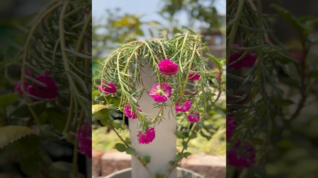 Portulaca tower/ moss rose topiary #divinegarden98 #portulaca #floweringplants #summerflower er Portulaca tower/ moss rose topiary #divinegarden98 #portulaca #floweringplants #summerflower er