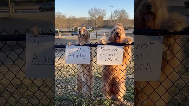 My dog got into big trouble with his friend @brodiethatdood … My dog got into big trouble with his friend @brodiethatdood …