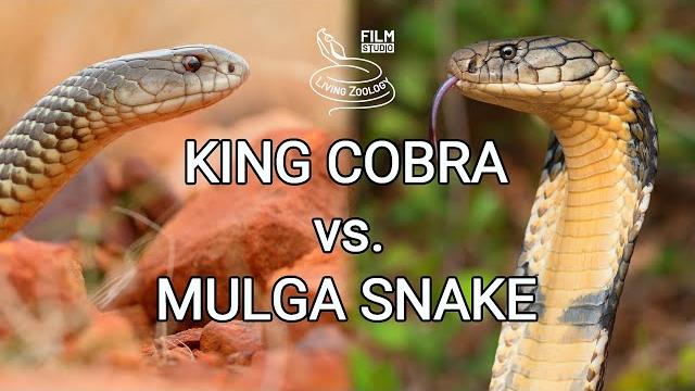 King cobra vs. mulga snake - battle of the deadly snakes King cobra vs. mulga snake - battle of the deadly snakes