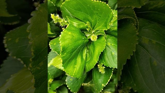 Acalypha wilkesiana plant leaves Acalypha wilkesiana plant leaves