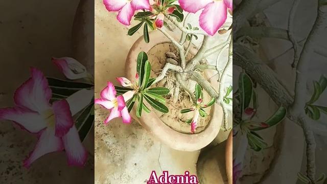 Adenia flowers Adenia flowers