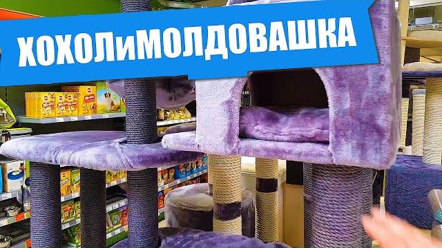 Первые покупки для котенка мейн кун. Первые покупки для котенка мейн кун.