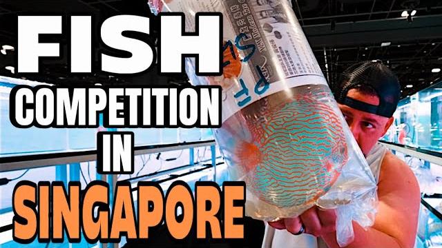 From the u.s. to singapore – chasing a fish trophy! From the u.s. to singapore – chasing a fish trophy!