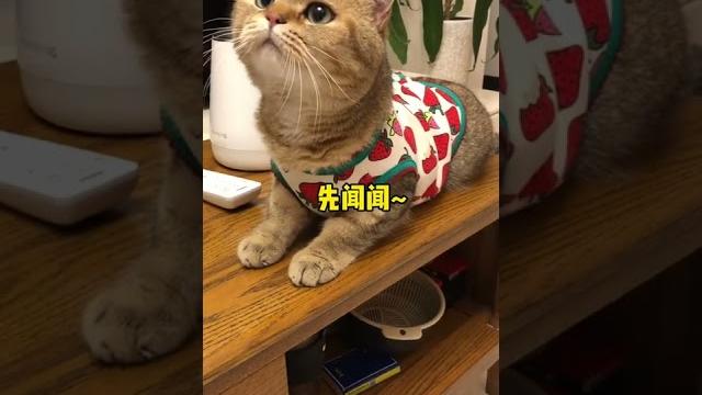 【薯條麻麻薯】我家貓為了吃的竟然發出了奶狗的聲音… 【薯條麻麻薯】我家貓為了吃的竟然發出了奶狗的聲音…