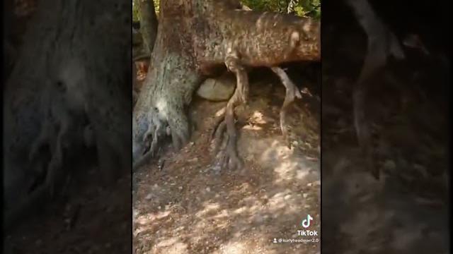 Walking tree caught moving #shorts Walking tree caught moving #shorts