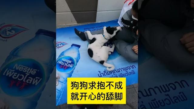 狗狗求抱不成,就开心的舔脚 狗狗求抱不成,就开心的舔脚