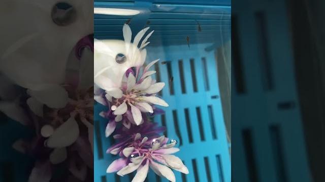 Малюсики гуппи Малюсики гуппи