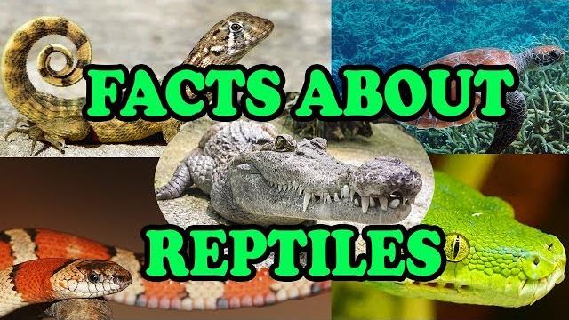 Facts about reptiles - science with kids Facts about reptiles - science with kids