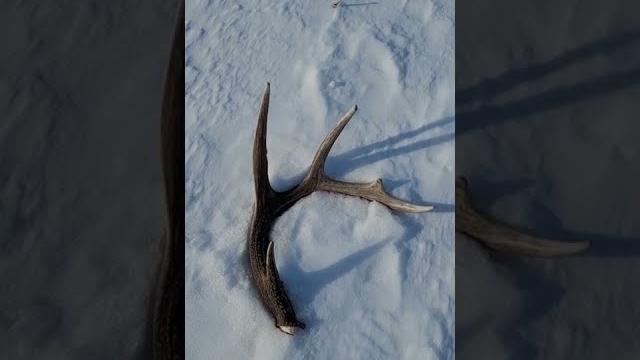 Super quick successful shed antler hunt 2022 Super quick successful shed antler hunt 2022