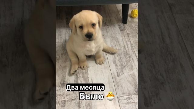 Повзрослел малыш️ Повзрослел малыш️