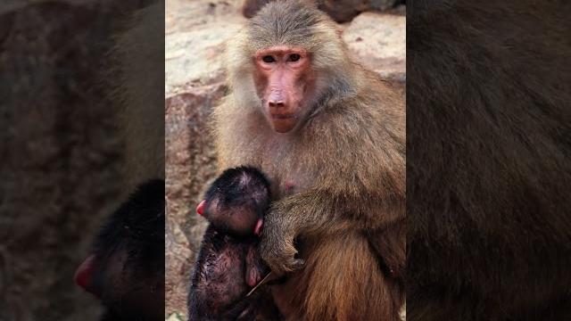 Baby monkey breastfeeding Baby monkey breastfeeding