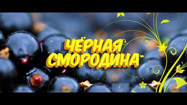 Черная смородина / sevenrose / новинка 2021 Черная смородина / sevenrose / новинка 2021