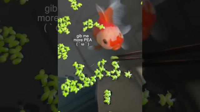 Am i feeding my fish laxatives? Am i feeding my fish laxatives?