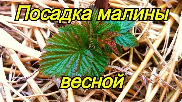 Посадка ремонтантной малины весной Посадка ремонтантной малины весной
