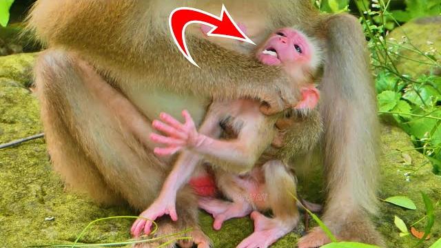 Surprise! newborn baby monkey just was born not even a day old joyce wants to learn her eat food Surprise! newborn baby monkey just was born not even a day old joyce wants to learn her eat food