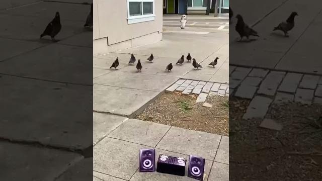 Bikin ngakak burung merpati jadi dj !! Bikin ngakak burung merpati jadi dj !!