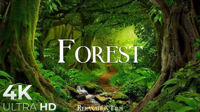 Forest 4k • nature relaxation film • peaceful relaxing music • 4k video ultrahd Forest 4k • nature relaxation film • peaceful relaxing music • 4k video ultrahd