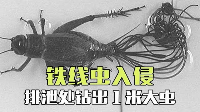 铁线虫寄生有多可怕?蟋蟀螳螂被控制跳河,排泄处钻出1米大虫【西风探瘦马】 铁线虫寄生有多可怕?蟋蟀螳螂被控制跳河,排泄处钻出1米大虫【西风探瘦马】