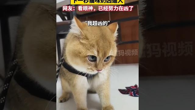 主人讓貓咪“兇一個” 下一秒貓咪奶兇逼人 網友:看眼神,已經努力在兇了 #shorts 主人讓貓咪“兇一個” 下一秒貓咪奶兇逼人 網友:看眼神,已經努力在兇了 #shorts