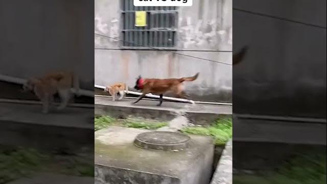 Anjing galak vs kucing, kucingnya hampir mati Anjing galak vs kucing, kucingnya hampir mati