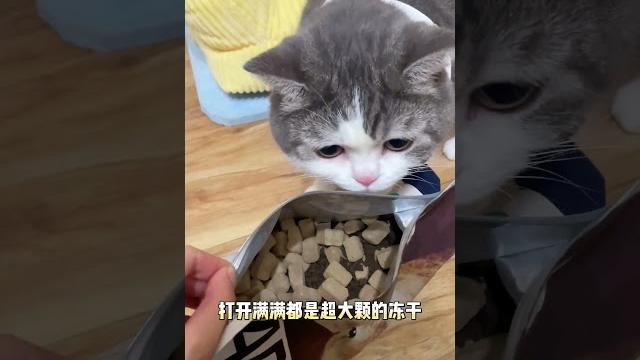 这是爱摇尾巴的夹子猫啊!#可爱到爆炸#刚满十八岁 #帕特猫粮 #帕特 这是爱摇尾巴的夹子猫啊!#可爱到爆炸#刚满十八岁 #帕特猫粮 #帕特