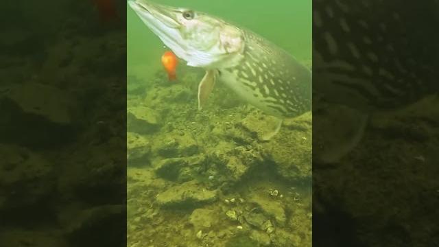 Clumsy pike ️ ? #pike #fishing #underwater Clumsy pike ️ ? #pike #fishing #underwater
