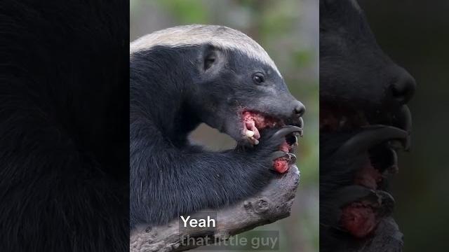 This animal can beat a lion, tiger & bear (no joke!) This animal can beat a lion, tiger & bear (no joke!)