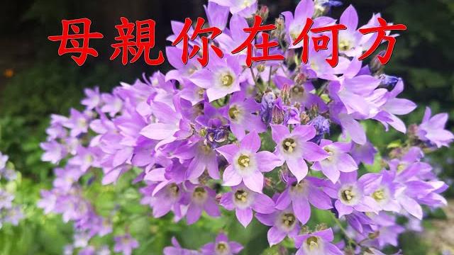 母親你在何方---千百惠 母親你在何方---千百惠