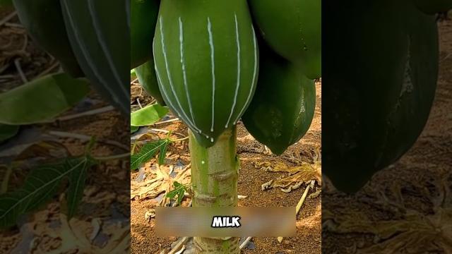 This is how papaya produce milk #shorts This is how papaya produce milk #shorts