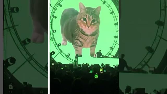 Cat a rave #rave #edms #techno #electronicmusic #festival #edm #funny #song #music #dj Cat a rave #rave #edms #techno #electronicmusic #festival #edm #funny #song #music #dj