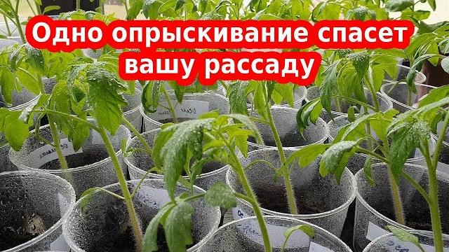 Желтеет рассада, листья помидоров, перца или баклажан Желтеет рассада, листья помидоров, перца или баклажан