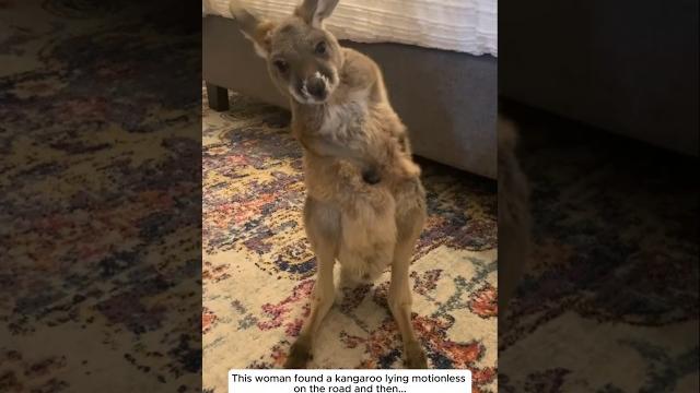 This girl found a kangaroo lying motionless on the road and then... This girl found a kangaroo lying motionless on the road and then...