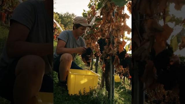 Les vignerons neuchâtelois Les vignerons neuchâtelois