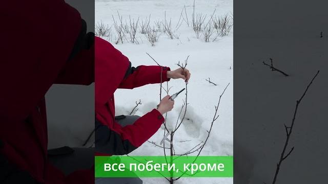 Весенняя обрезка молодой сливы за 1 минуту #shorts Весенняя обрезка молодой сливы за 1 минуту #shorts