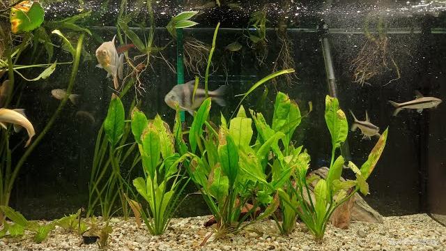 Amazon aquarium - fantastic relax to the sounds of natural 90 gallons aquarium no music Amazon aquarium - fantastic relax to the sounds of natural 90 gallons aquarium no music