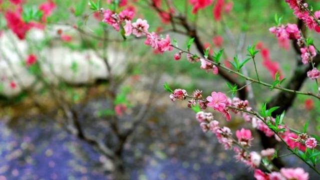 桃源行 許炳森 桃源行 許炳森