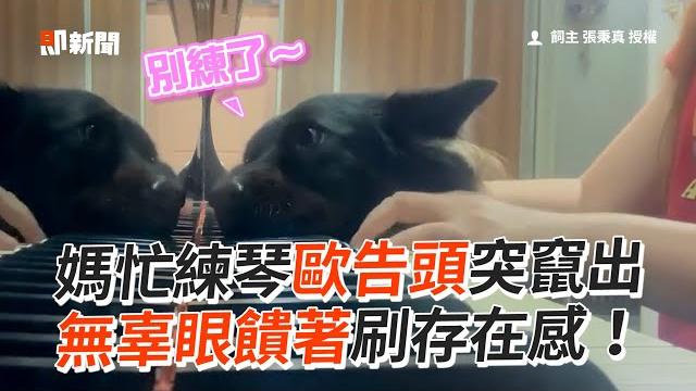 媽忙練琴歐告頭趴鍵盤 無辜大眼刷存在感!|寵物|黑狗|米克斯|撒嬌|精選影片 媽忙練琴歐告頭趴鍵盤 無辜大眼刷存在感!|寵物|黑狗|米克斯|撒嬌|精選影片