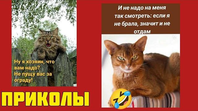 Котики и смех – это не роскошь, а средство передвижения по жизни! приколы смешные картинки Котики и смех – это не роскошь, а средство передвижения по жизни! приколы смешные картинки