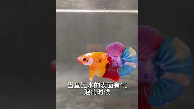 #泰国斗鱼 生活在什么环境里,才是最舒服的?#水族 #养鱼养心 #鱼儿的视频 #斗鱼鱼缸 #泰国斗鱼 生活在什么环境里,才是最舒服的?#水族 #养鱼养心 #鱼儿的视频 #斗鱼鱼缸