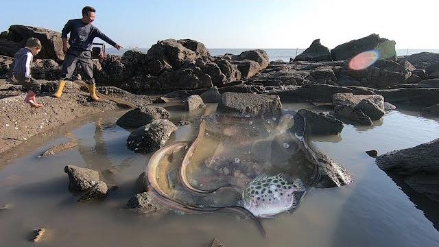 赶海花几小时抽水坑,底下鱼货聚集品种丰富,“白龙群”凶猛互咬 赶海花几小时抽水坑,底下鱼货聚集品种丰富,“白龙群”凶猛互咬