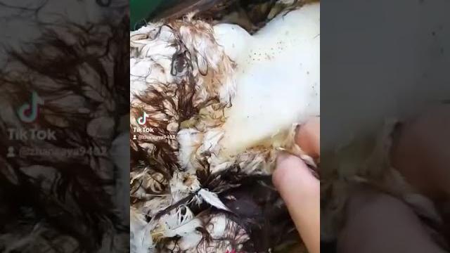 Тауықты тез әрі жылдам тазалау Тауықты тез әрі жылдам тазалау