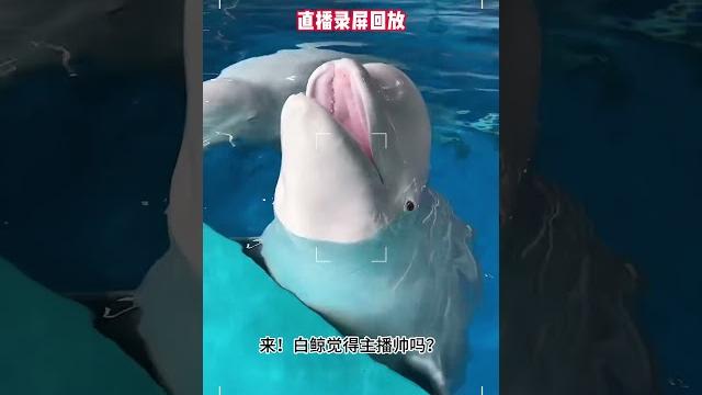 主播:又是被白鲸嘲笑的一天#这个主播不一般 主播:又是被白鲸嘲笑的一天#这个主播不一般