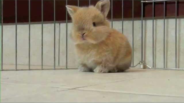 Baby bunny - parry gripp Baby bunny - parry gripp