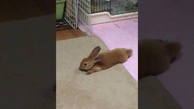 寝落ちアンジェロ 寝落ちアンジェロ