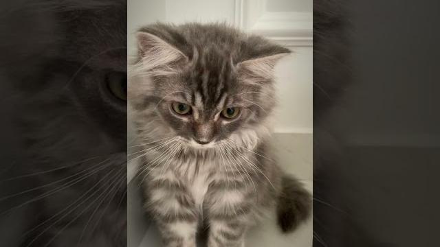 Baby grey Baby grey