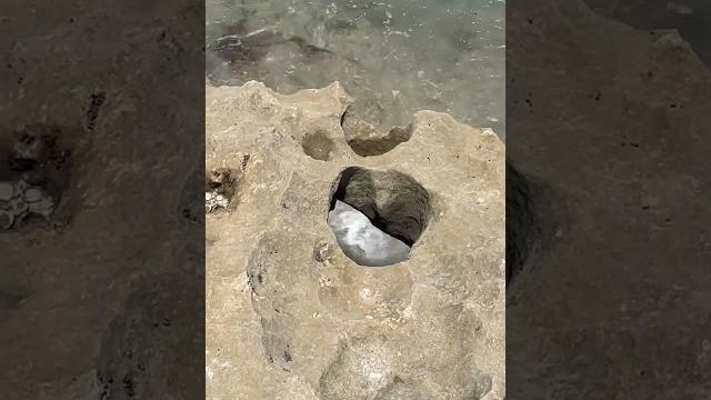 ️anastasia formation on singer island, florida’s ocean reef park #flshelling #palmbeach #beach ️anastasia formation on singer island, florida’s ocean reef park #flshelling #palmbeach #beach