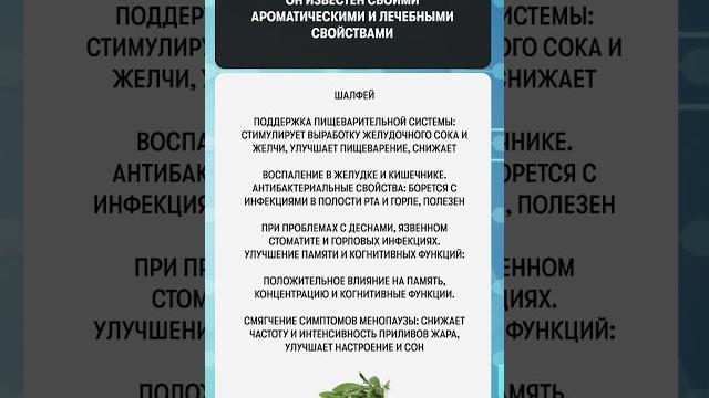 Полезные свойства шалфея Полезные свойства шалфея